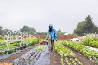 Teresa Shiraishi tends to her small organic flower and vegetable farm in Sequim, Washington on July 24, 2023. Siraishi is a Clinical Social Work/Therapist with a focus on racial identity and trauma, among other things. She also has a background in social justice organizing. For the past few years she and her husband have turned some of their focus to organic farming.